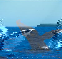 Whale Watching on Keswick Island - Lightning Ridge Tourism