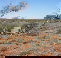 Winnecke Goldfield Cemetery - Lightning Ridge Tourism