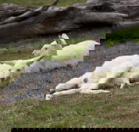 Yarra Valley Nocturnal Zoo - Lightning Ridge Tourism