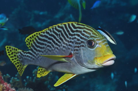 Beaver Reef Dive Site - Lightning Ridge Tourism 0