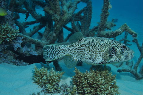 Beaver Reef Dive Site - Lightning Ridge Tourism 1