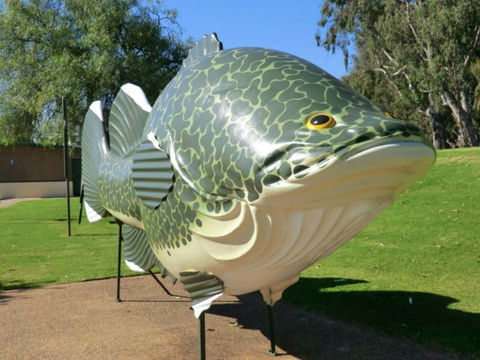Big Murray Cod - Lightning Ridge Tourism 0