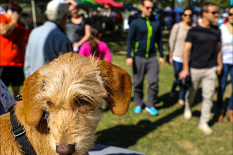 Burleigh Art And Craft Markets - Lightning Ridge Tourism 2