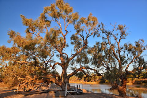 Burke And Wills Dig Tree - Lightning Ridge Tourism 0