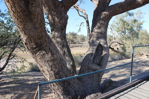 Burke And Wills Dig Tree - Lightning Ridge Tourism 1