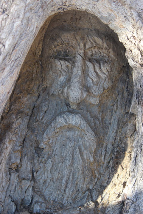 Burke And Wills Dig Tree - Lightning Ridge Tourism 2