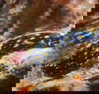 Cochrane Artificial Reef Dive Site - Lightning Ridge Tourism