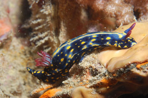 Cochrane Artificial Reef Dive Site - Lightning Ridge Tourism 0