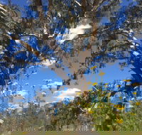 Euroa Arboretum - Lightning Ridge Tourism