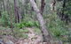 Frere's Crossing Bushwalk - thumb 2