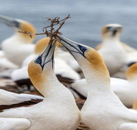 Gannets in Portland - Lightning Ridge Tourism