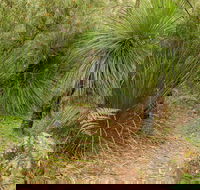 Grass Tree Circuit - Lightning Ridge Tourism