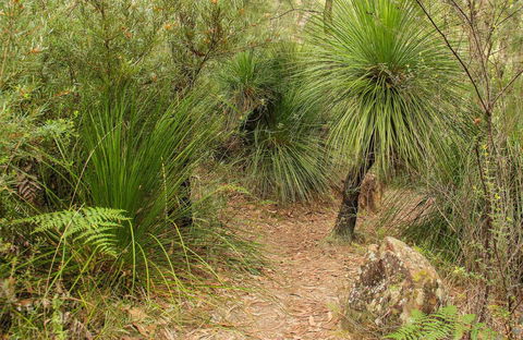 Grass Tree Circuit - Lightning Ridge Tourism 0