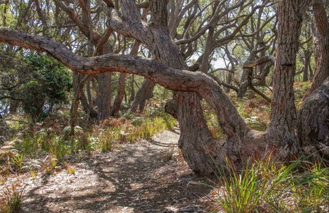 Middle Lagoon Walking Track - Lightning Ridge Tourism 0