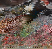 Nine Mile Reef Dive Site - Lightning Ridge Tourism