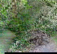 Rainforest Walking Track Roberston Nature Reserve - Lightning Ridge Tourism