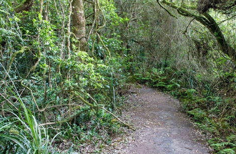 Rainforest Walking Track, Roberston Nature Reserve - Lightning Ridge Tourism 0