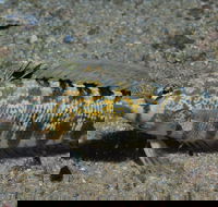 Shelving Beach Dive Site - Lightning Ridge Tourism