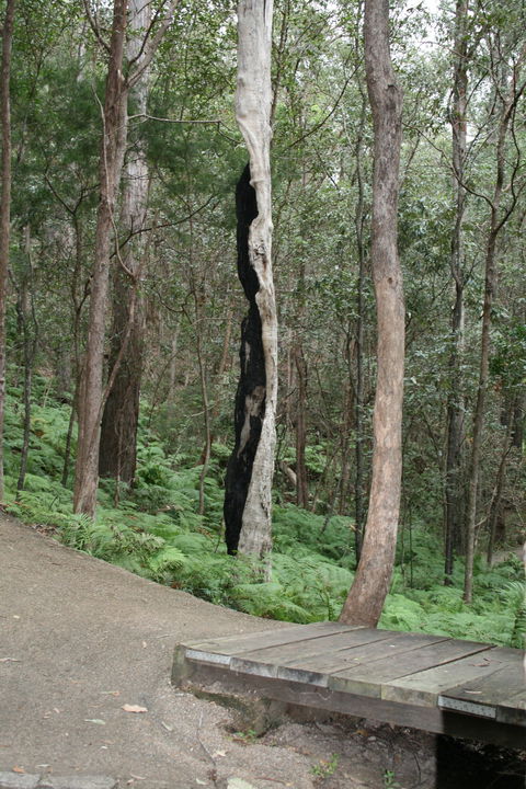 Springwood Conservation Park - Lightning Ridge Tourism 1