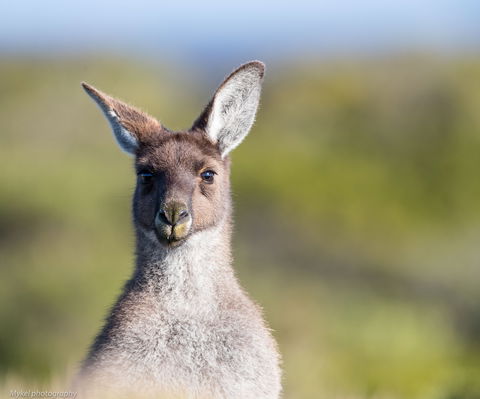 The Sole Walk At Hillocks Drive - Lightning Ridge Tourism 1