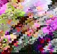 Tinonee Orchid Nursery - Lightning Ridge Tourism