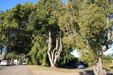 Anzac Avenue Memorial Trees, Beerburrum - Lightning Ridge Tourism 0