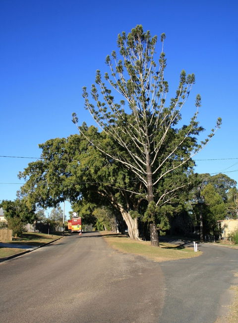Anzac Avenue Memorial Trees, Beerburrum - Lightning Ridge Tourism 1
