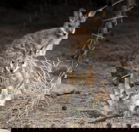 Bald Hill Walk - Cape Gantheaume Conservation Park - Lightning Ridge Tourism