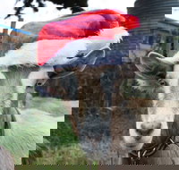 Bream Creek Farmers Market - Lightning Ridge Tourism