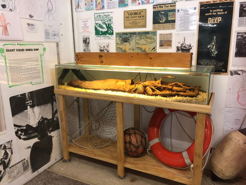 George The Giant Squid Display, Wallaroo - Lightning Ridge Tourism 0