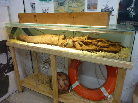 George The Giant Squid Display, Wallaroo - Lightning Ridge Tourism 1