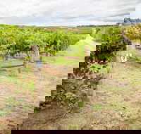 Grove Estate Wines - Lightning Ridge Tourism
