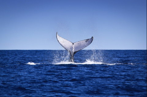Humpback Whales - Lightning Ridge Tourism 0