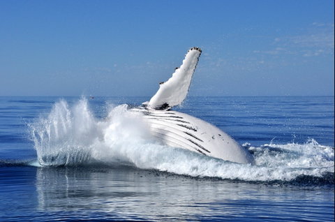 Humpback Whales - Lightning Ridge Tourism 1