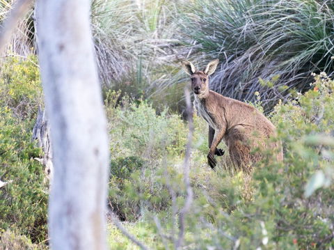 Kaiserstuhl Conservation Park - Lightning Ridge Tourism 0