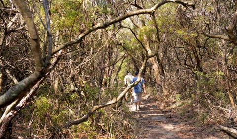 Lyrebird Dell Walking Track - Lightning Ridge Tourism 0