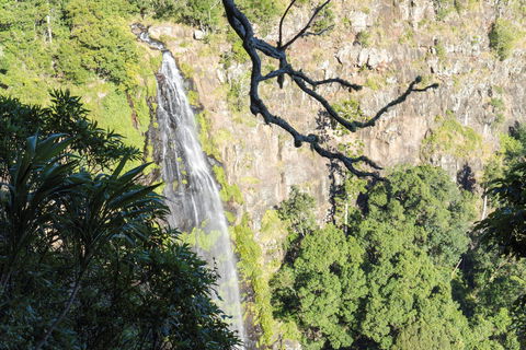 Morans Falls Track, Lamington National Park - Lightning Ridge Tourism 0