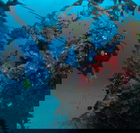 Severance Shipwreck Dive Site - Lightning Ridge Tourism