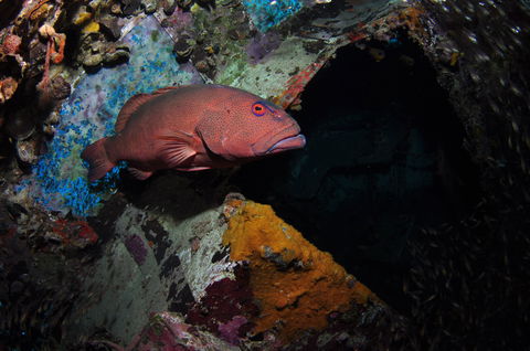 Severance Shipwreck Dive Site - Lightning Ridge Tourism 1