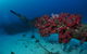 Severance Shipwreck Dive Site - thumb 2