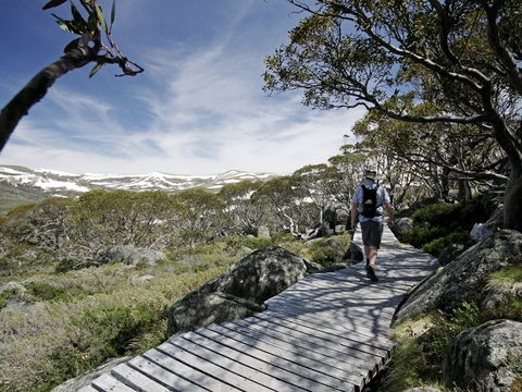 Snow Gums Boardwalk - Lightning Ridge Tourism 0