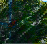 Tamborine Rainforest Skywalk - Lightning Ridge Tourism