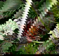 The Beach Bible Garden - Lightning Ridge Tourism