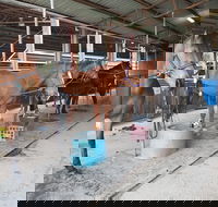 The Equine Club - Lightning Ridge Tourism