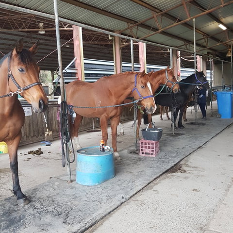The Equine Club - Lightning Ridge Tourism 0