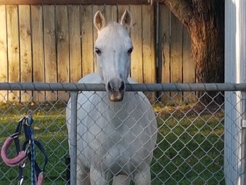 The Equine Club - Lightning Ridge Tourism 2