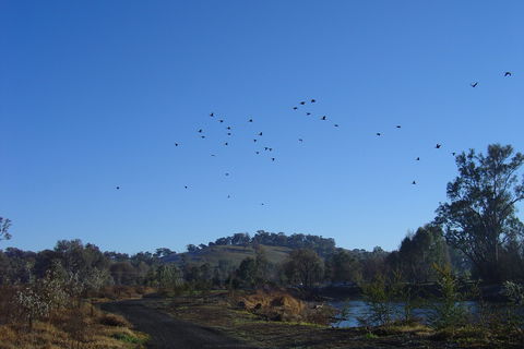 Tumut Wetlands - Lightning Ridge Tourism 1