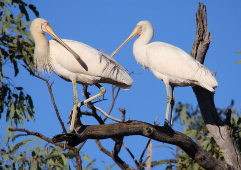 Tumut Wetlands - Lightning Ridge Tourism 2