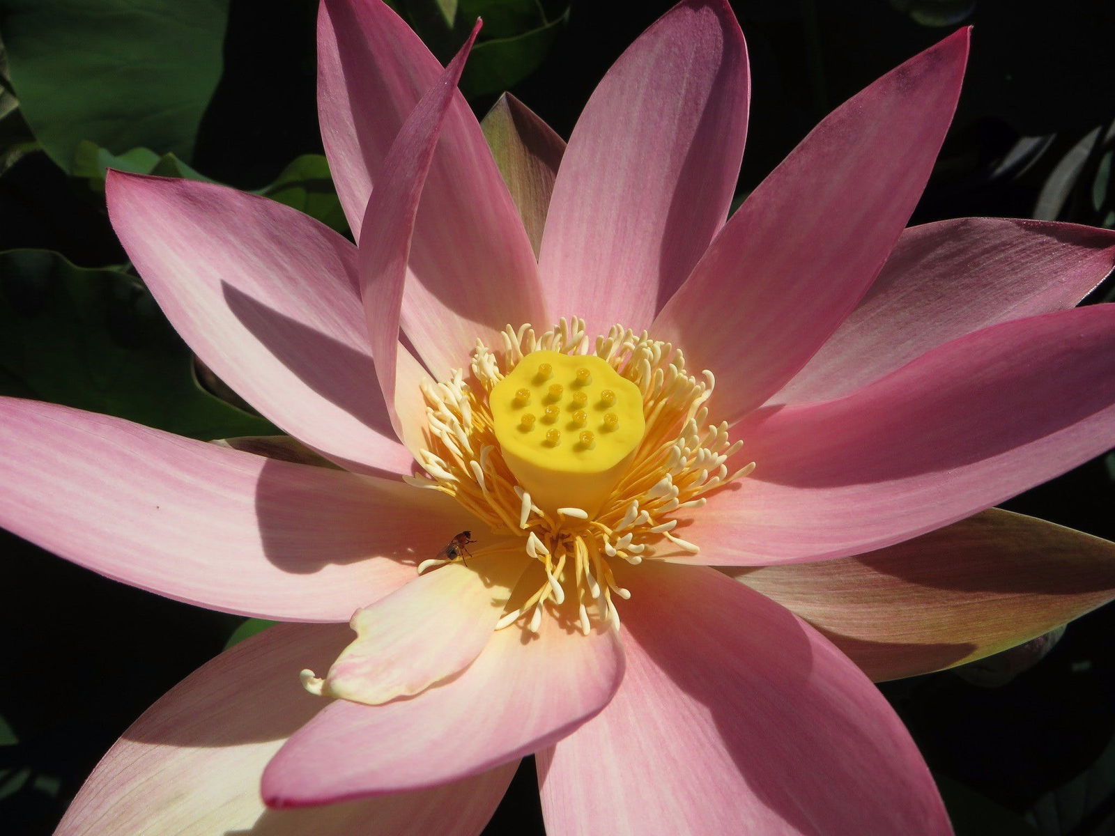 Mulbring NSW Lightning Ridge Tourism