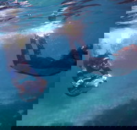 Small-Group Underwater Scooter Experience in Clovelly - Lightning Ridge Tourism